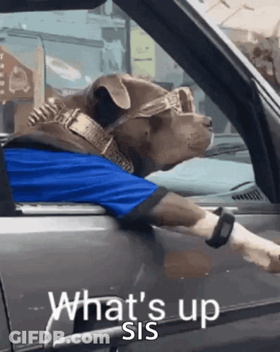 Dog In Sunglasses And Blue Shirt Saying What's Up Sis GIF