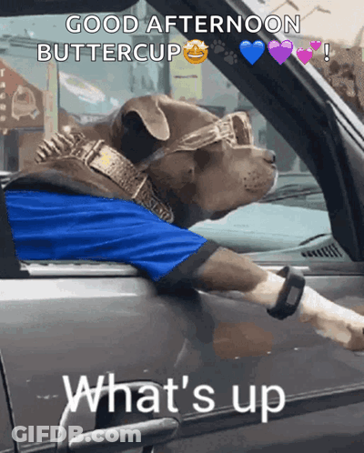 Dog In Sunglasses And Blue Shirt Sitting In Car Saying Good Afternoon Buttercup GIF