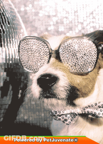 Dog In Sunglasses And Bow Tie Powered By Pet Juvenate GIF