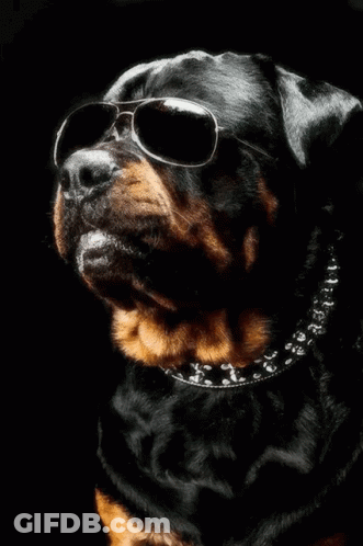 Dog In Sunglasses And Collar GIF
