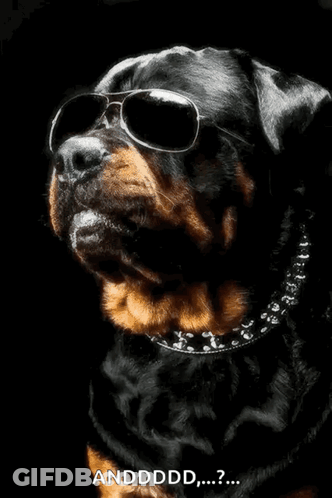 Dog In Sunglasses And Skull Collar Saying Andddd GIF