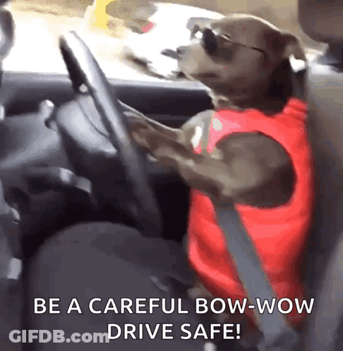 Dog In Sunglasses Driving Car Be Careful GIF