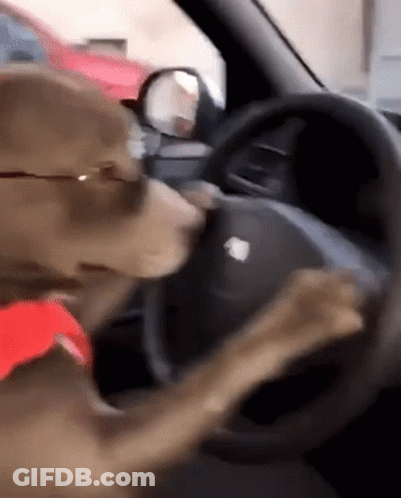 Dog In Sunglasses Driving With Head On Steering Wheel GIF