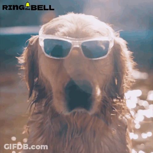 Dog In Sunglasses Ring The Bell GIF