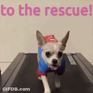 Dog In Superman Costume On Treadmill GIF