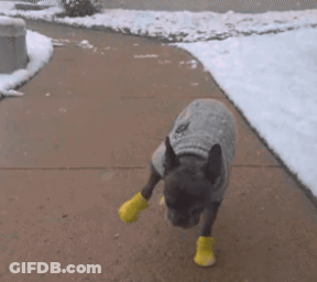 Dog In Sweater And Yellow Boots On Sidewalk GIF