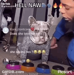 Dog In Sweater Sitting Next To Person Playing Buttons GIF