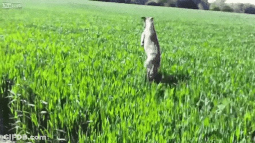Dog In The Grass GIF