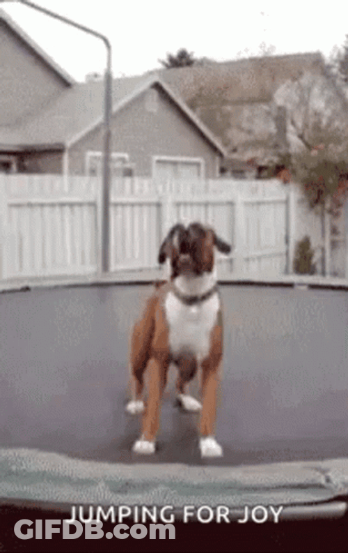 Dog In Trampoline Jumping For Joy GIF