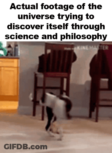 Dog In Universe Discovery Footage GIF