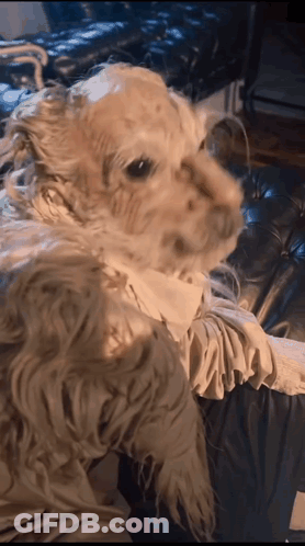 Dog In White Shirt Laying On Couch GIF