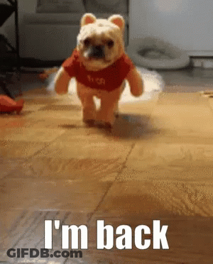Dog In Winnie The Pooh Costume Running GIF