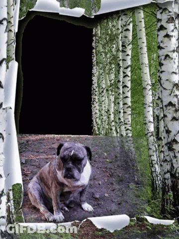 Dog In Woods With Hole In Wall GIF