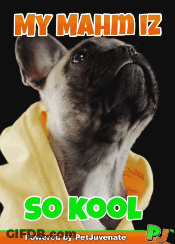 Dog In Yellow Hoodie My Mahm Is So Kool GIF