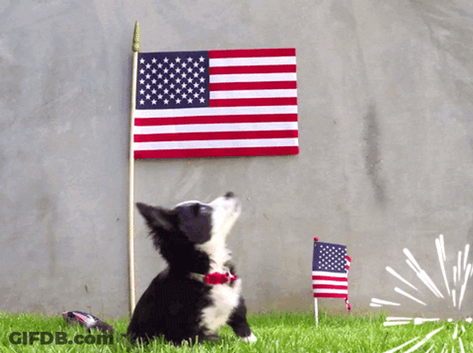 Dog Independence Day GIF
