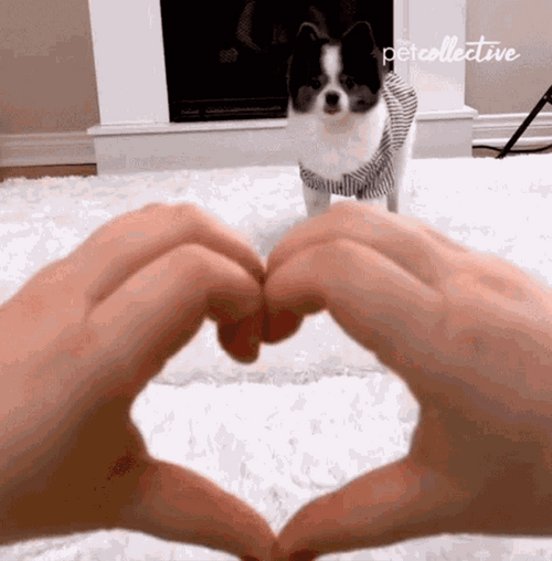 Dog Inserting His Head In Heart Shape Hands GIF