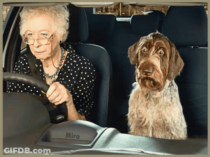 Dog Is Scared Of The Driving GIF