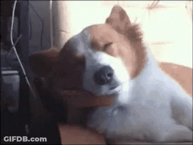 Dog Jolted Awake Dog Vietnam Flashback GIF
