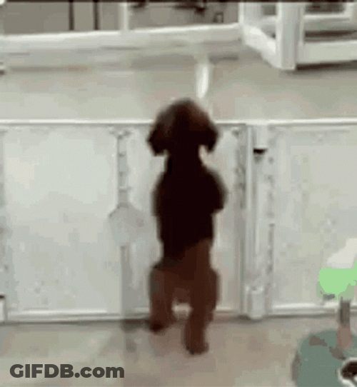 Dog Jumping Dancing GIF