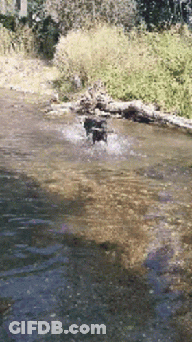 Dog Jumping Into River With Log GIF