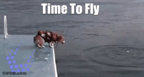 Dog Jumping Into Water Saying Time To Fly GIF