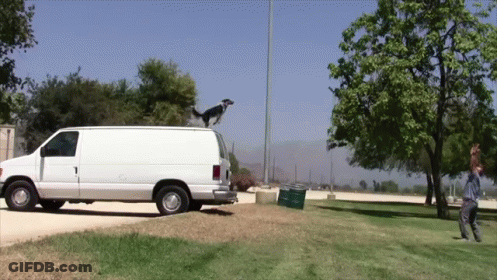 Dog Jumping Off Back Of Van GIF