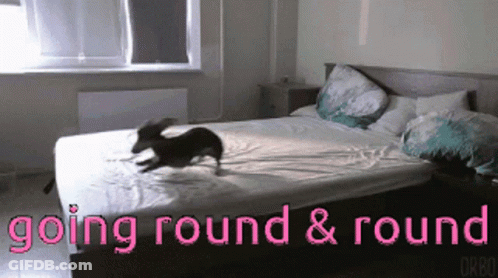 Dog Jumping On Bed Going Round And Round GIF