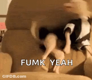 Dog Jumping On Couch Saying Fumk Yeah GIF