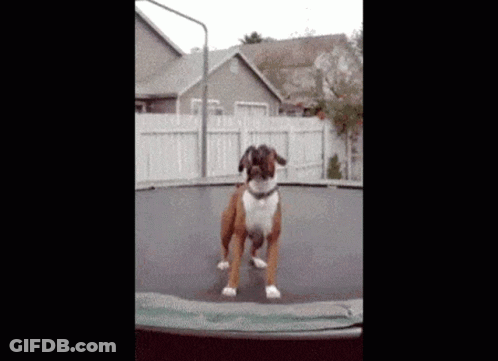Dog Jumping On Trampoline GIF