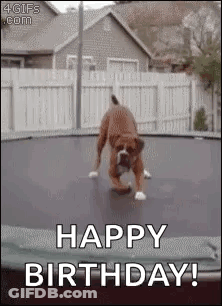 Dog Jumping On Trampoline Saying Happy Birthday GIF
