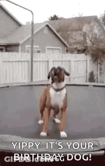 Dog Jumping On Trampoline Saying Yippy It's Your Birthday GIF