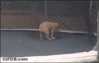 Dog Jumping On Trampoline With 4Gifs.com GIF