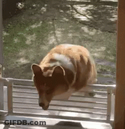 Dog Jumping Over Fence Looking Out Window GIF