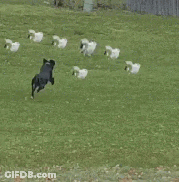 Dog Jumping Over Wooden Fence GIF