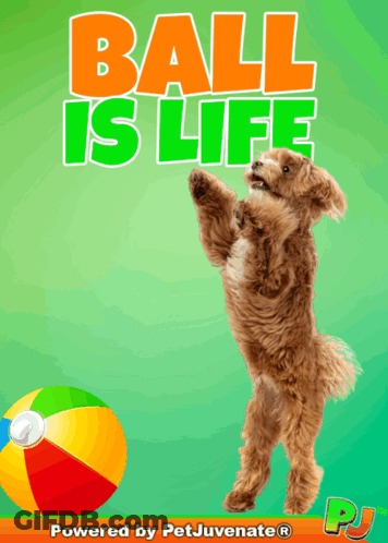 Dog Jumping To Catch Beach Ball Saying Ball Is Life GIF