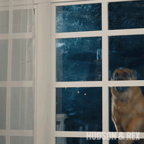 Dog Jumps Glass Breaking Hudson And Rex GIF