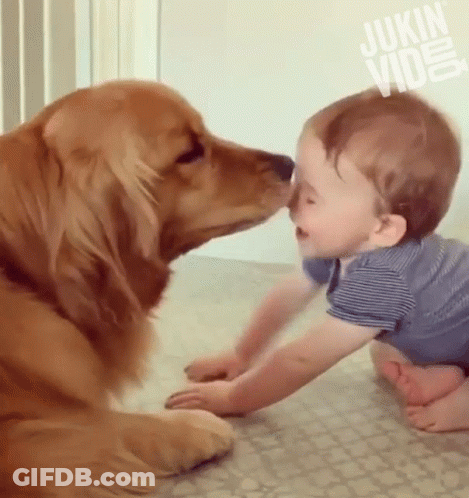 Dog Kissing Baby Nose Jukin Video GIF