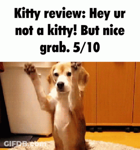 Dog Kitty Review Hey Ur Not A Kitty .5/10 GIF