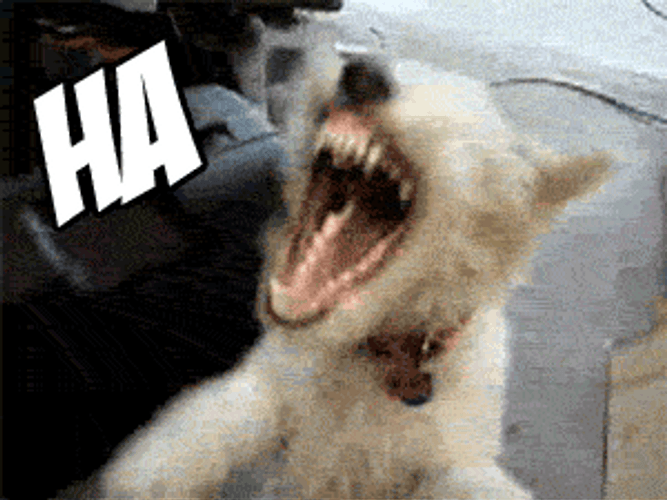 Dog Laughing Hysterically GIF