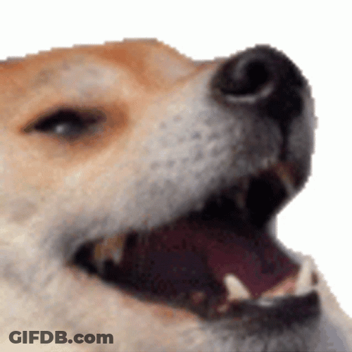 Dog Laughing Shaking Head GIF