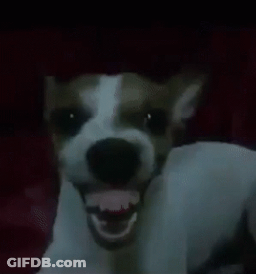 Dog Laughing Showing Teeth GIF