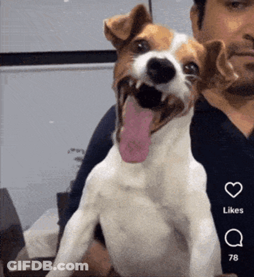 Dog Laughing Showing Tongue GIF