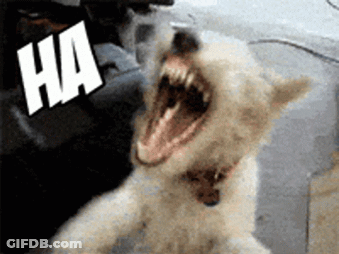 Dog Laughing So Hard GIF