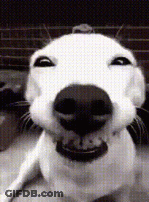 Dog Laughing Squinting Eyes GIF