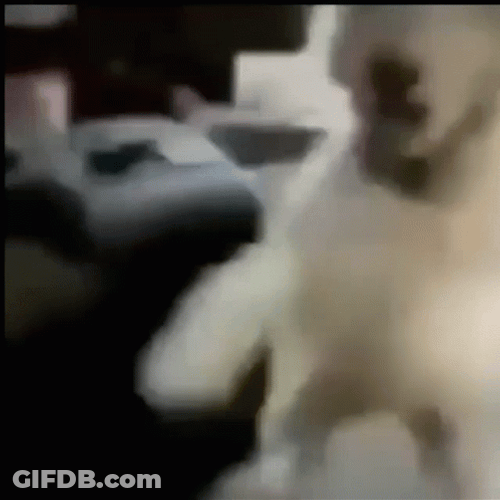 Dog Laughing Wildly GIF