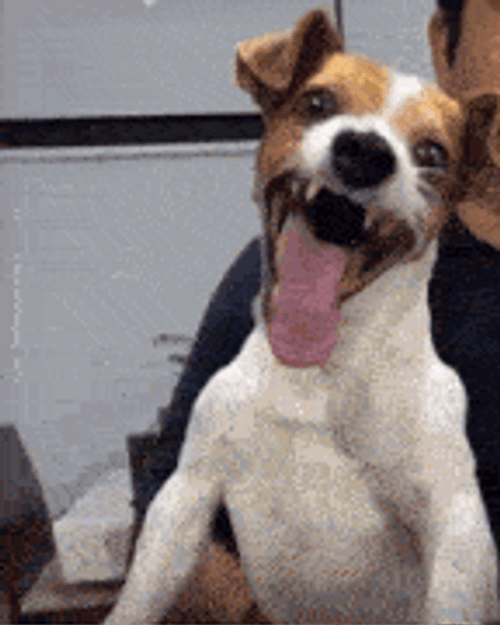 Dog Laughing With His Tongue Out GIF