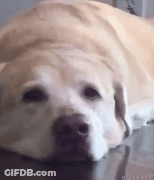 Dog Laying Down On Wooden Floor GIF