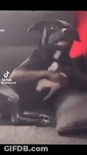Dog Laying Down With TikTok Video GIF