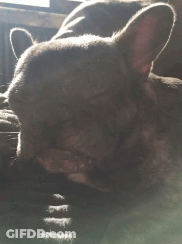 Dog Laying Down With Tongue Out GIF