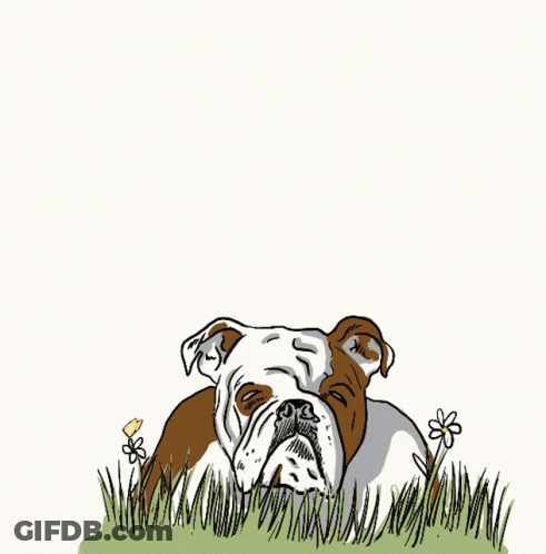 Dog Laying Down With Tongue Out GIF